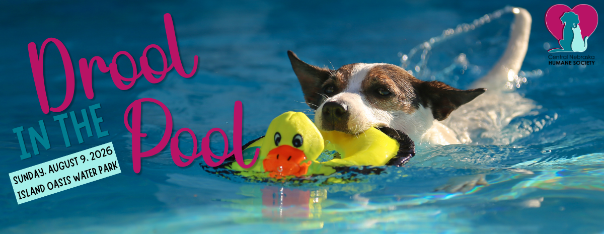 Drool in the Pool